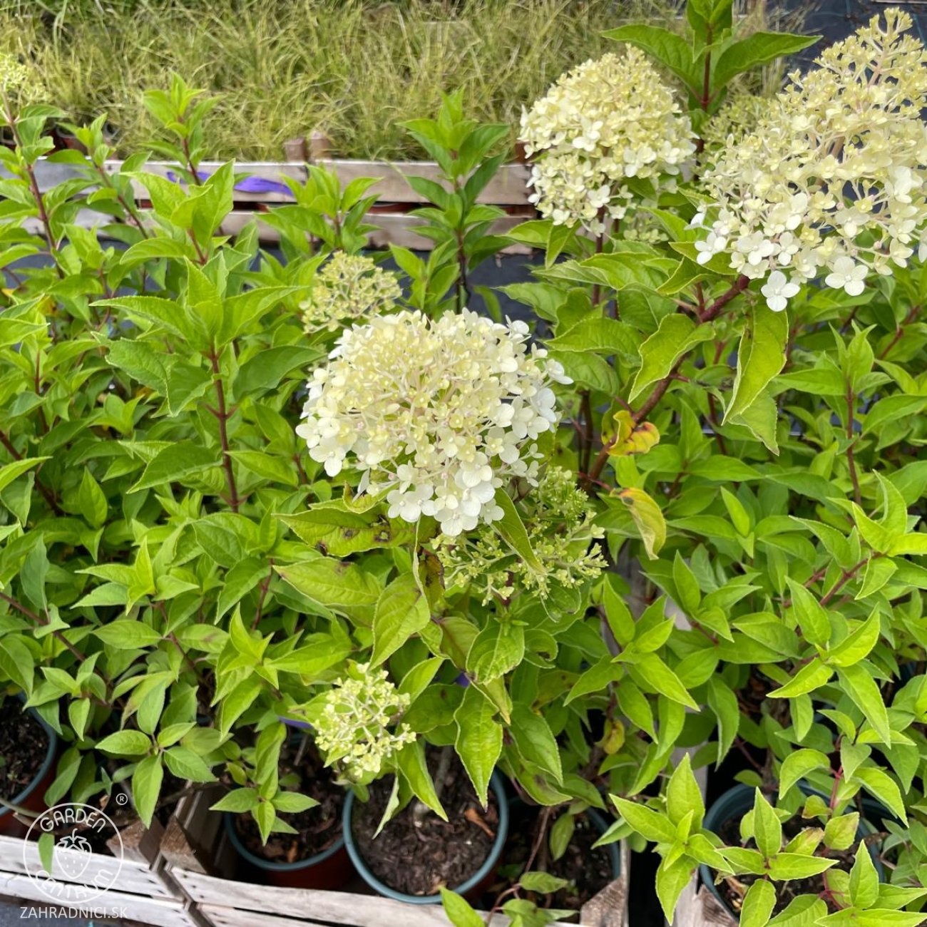 Obrázok Hortenzia metlinatá (Hydrangea paniculata) ‘LIVING PINK & ROSE’® by LIVING CREATIONS® - výška 40-60 cm, kont. C1,5L